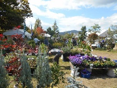 兵庫県 宝塚観賞植物品評会 および 宝塚植木まつり 21年は中止となりました 近畿エリア おでかけガイド Jrおでかけネット