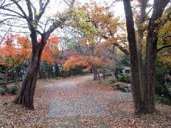 浜松城公園の紅葉 東京 中部エリア おでかけガイド Jrおでかけネット