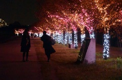 桜まつり～冬～大阪狭山イルミネーション～：近畿エリア  おでかけ 