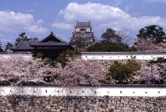 福山城公園の桜 中国エリア おでかけガイド Jrおでかけネット