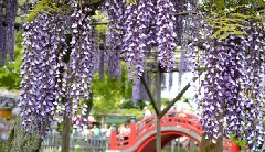 亀戸天神社 藤まつり 東京 中部エリア おでかけガイド Jrおでかけネット
