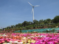 夢追い長島花フェスタ 22年は中止となりました 花壇の見学のみ可能です 九州エリア おでかけガイド Jrおでかけネット