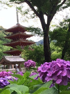 長谷寺のアジサイ 近畿エリア おでかけガイド Jrおでかけネット