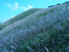 岩湧山のすすき 近畿エリア おでかけガイド Jrおでかけネット