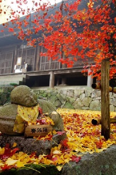 大国寺の紅葉 近畿エリア おでかけガイド Jrおでかけネット