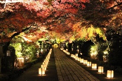 石山寺 もみじライトアップ あたら夜もみじ 近畿エリア おでかけガイド Jrおでかけネット