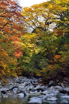 面河渓の紅葉 四国エリア おでかけガイド Jrおでかけネット