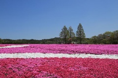 Flower Village 花夢の里 中国エリア おでかけガイド Jrおでかけネット