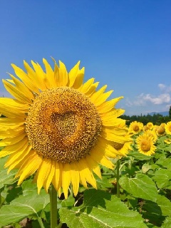 津南ひまわり広場：北陸エリア | おでかけガイド：JRおでかけネット