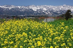 飯山市菜の花公園 東京 中部エリア おでかけガイド Jrおでかけネット