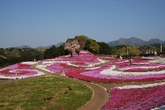 みさと芝桜公園 東京 中部エリア おでかけガイド Jrおでかけネット
