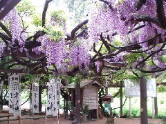 才ノ神の藤公園 近畿エリア おでかけガイド Jrおでかけネット