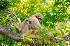ときわ動物園：中国エリア | おでかけガイド：JRおでかけネット