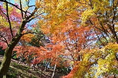 飯山白山森林公園 東京 中部エリア おでかけガイド Jrおでかけネット