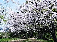 天神山公園：九州エリア | おでかけガイド：JRおでかけネット