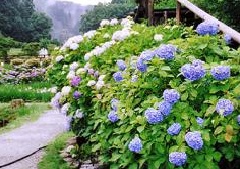 花の郷滝谷 近畿エリア おでかけガイド Jrおでかけネット 花の郷滝谷 近畿エリア おでかけガイド Jrおでかけネット