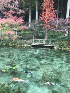 モネの池：東京・中部エリア | おでかけガイド：JRおでかけネット