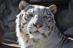 東武動物公園：東京・中部エリア | おでかけガイド：JRおでかけネット