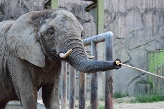 東武動物公園：東京・中部エリア | おでかけガイド：JRおでかけネット