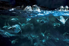 下関市立しものせき水族館「海響館」:中国エリア | おでかけガイド 下関市立しものせき水族館「海響館」:中国エリア | おでかけガイド