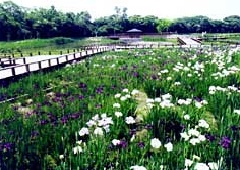 佐賀県立森林公園 九州エリア おでかけガイド Jrおでかけネット