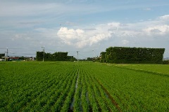 斐川（築地松）：中国エリア | おでかけガイド：JRおでかけネット