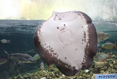 板橋区立熱帯環境植物館 ねったいかん 東京 中部エリア おでかけガイド Jrおでかけネット