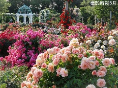 京成バラ園：東京・中部エリア | おでかけガイド：JRおでかけネット