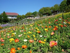 和歌山県植物公園緑花センター 近畿エリア おでかけガイド Jrおでかけネット