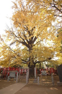 雑司ヶ谷鬼子母神:東京・中部エリア | おでかけガイド:JR 雑司ヶ谷鬼子母神:東京・中部エリア | おでかけガイド:JR