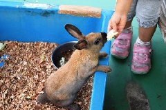 平塚市総合公園ふれあい動物園 東京 中部エリア おでかけガイド Jrおでかけネット