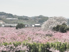 桃源郷 近畿エリア おでかけガイド Jrおでかけネット