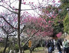 岡本 梅林 公園 近畿エリア おでかけガイド Jrおでかけネット