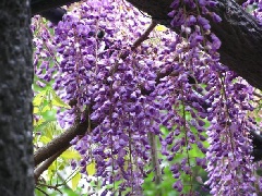 香山寺市民の森 四国エリア おでかけガイド Jrおでかけネット