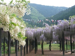 白井大町藤公園 近畿エリア おでかけガイド Jrおでかけネット