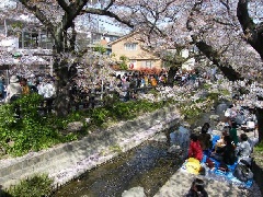 二ヶ領用水宿河原掘の桜並木：東京・中部エリア | おでかけガイド：JR