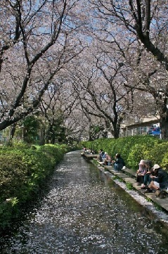 二ヶ領用水宿河原掘の桜並木 東京 中部エリア おでかけガイド Jrおでかけネット