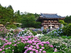 華觀音寺 丹波あじさい寺 近畿エリア おでかけガイド Jrおでかけネット