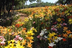 22年シーズンは開園中止 ところざわのゆり園 東京 中部エリア おでかけガイド Jrおでかけネット