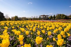 国営備北丘陵公園 中国エリア おでかけガイド Jrおでかけネット