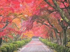 西教寺：近畿エリア | おでかけガイド：JRおでかけネット