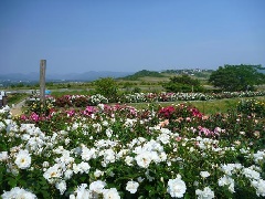 平草原公園 近畿エリア おでかけガイド Jrおでかけネット