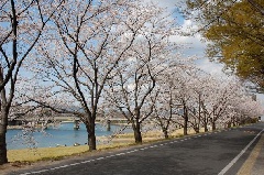 旭川さくら道 中国エリア おでかけガイド Jrおでかけネット